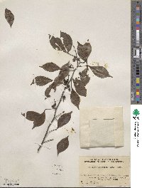 Zanthoxylum asiaticum image