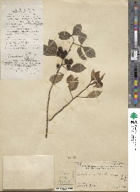 Zanthoxylum asiaticum image