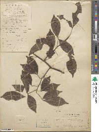 Zanthoxylum asiaticum image