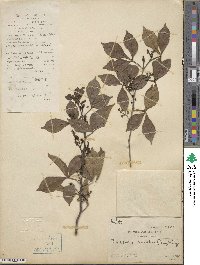 Zanthoxylum asiaticum image