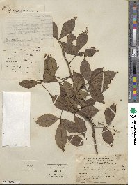 Zanthoxylum asiaticum image