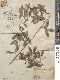 Zanthoxylum asiaticum image