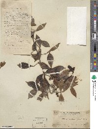 Zanthoxylum asiaticum image