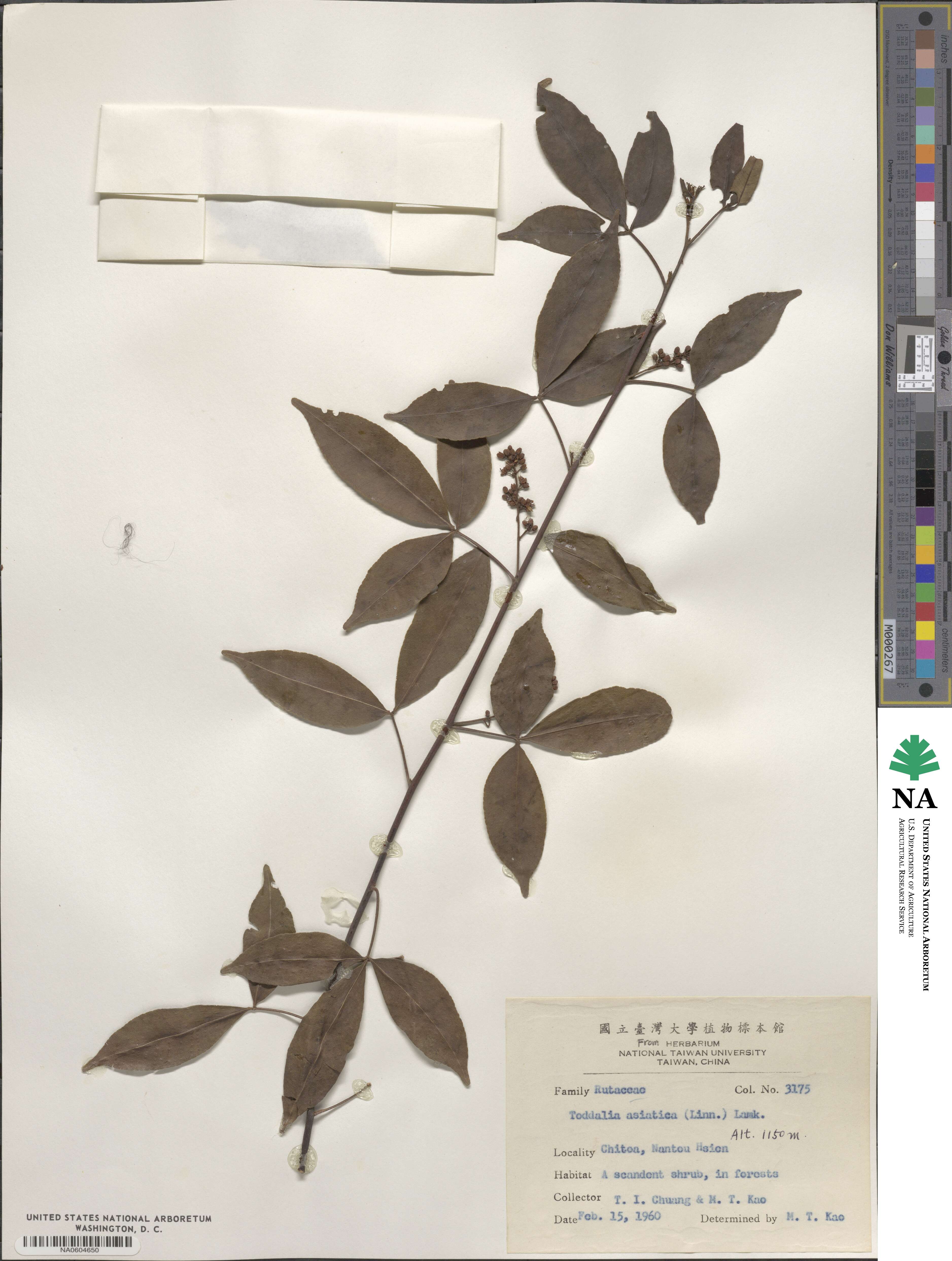 Zanthoxylum asiaticum image