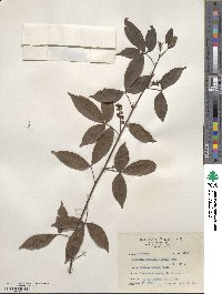 Zanthoxylum asiaticum image