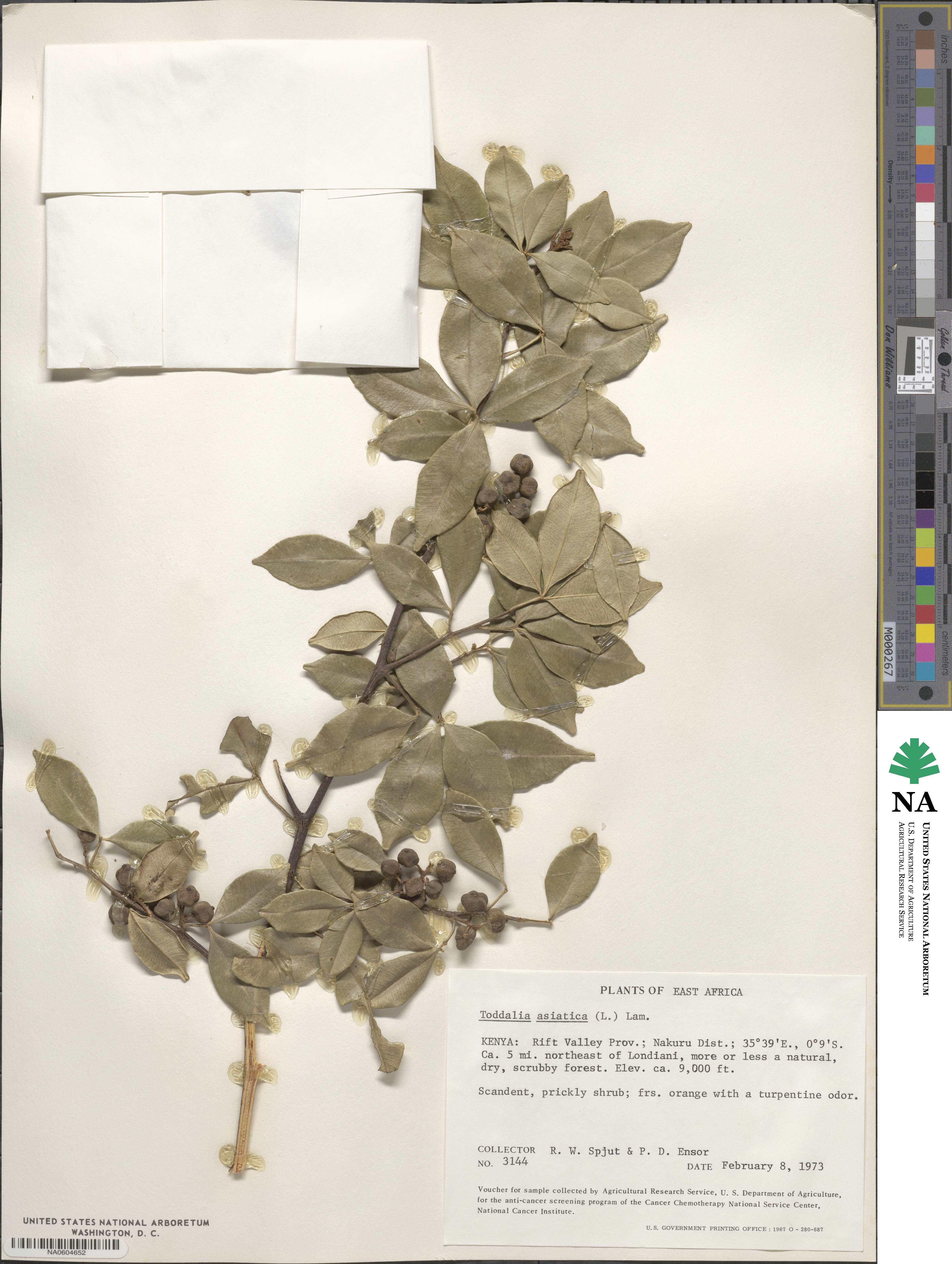 Zanthoxylum asiaticum image