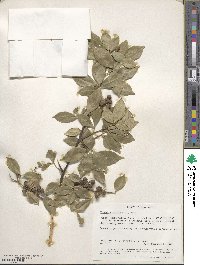 Zanthoxylum asiaticum image