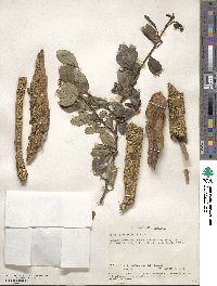 Zanthoxylum asiaticum image