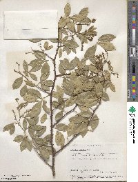 Zanthoxylum asiaticum image