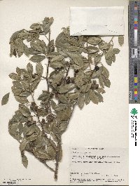 Zanthoxylum asiaticum image