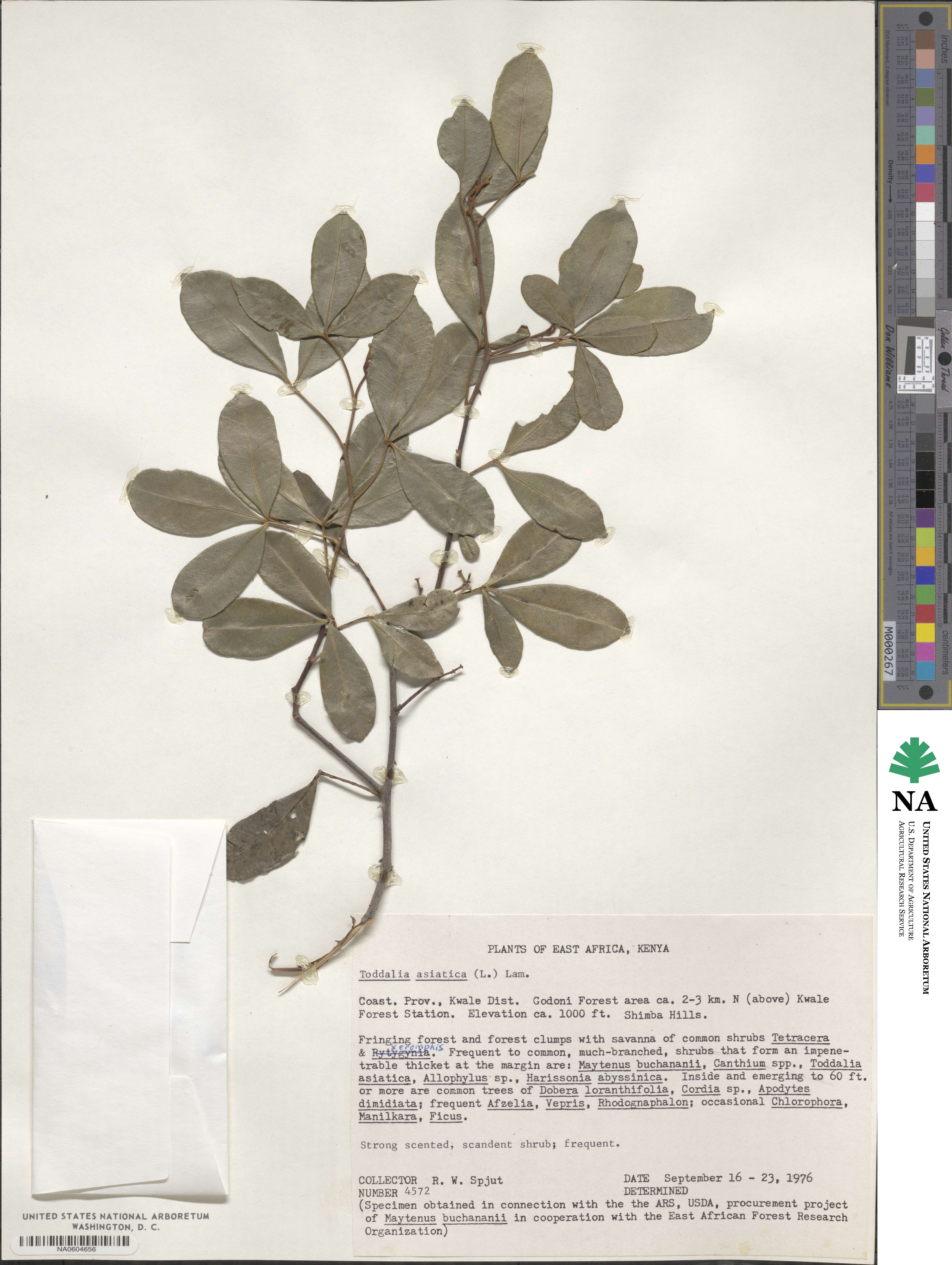 Zanthoxylum asiaticum image