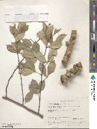 Zanthoxylum asiaticum image