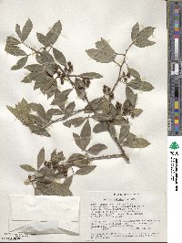 Zanthoxylum asiaticum image