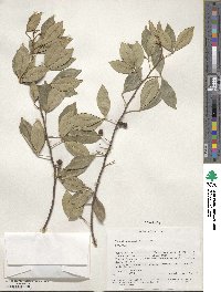 Zanthoxylum asiaticum image