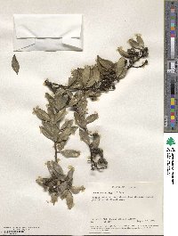 Zanthoxylum asiaticum image