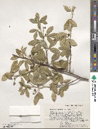 Zanthoxylum asiaticum image