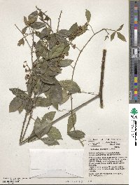 Zanthoxylum asiaticum image