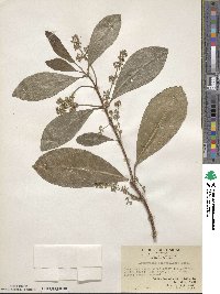 Maclurodendron oligophlebium image