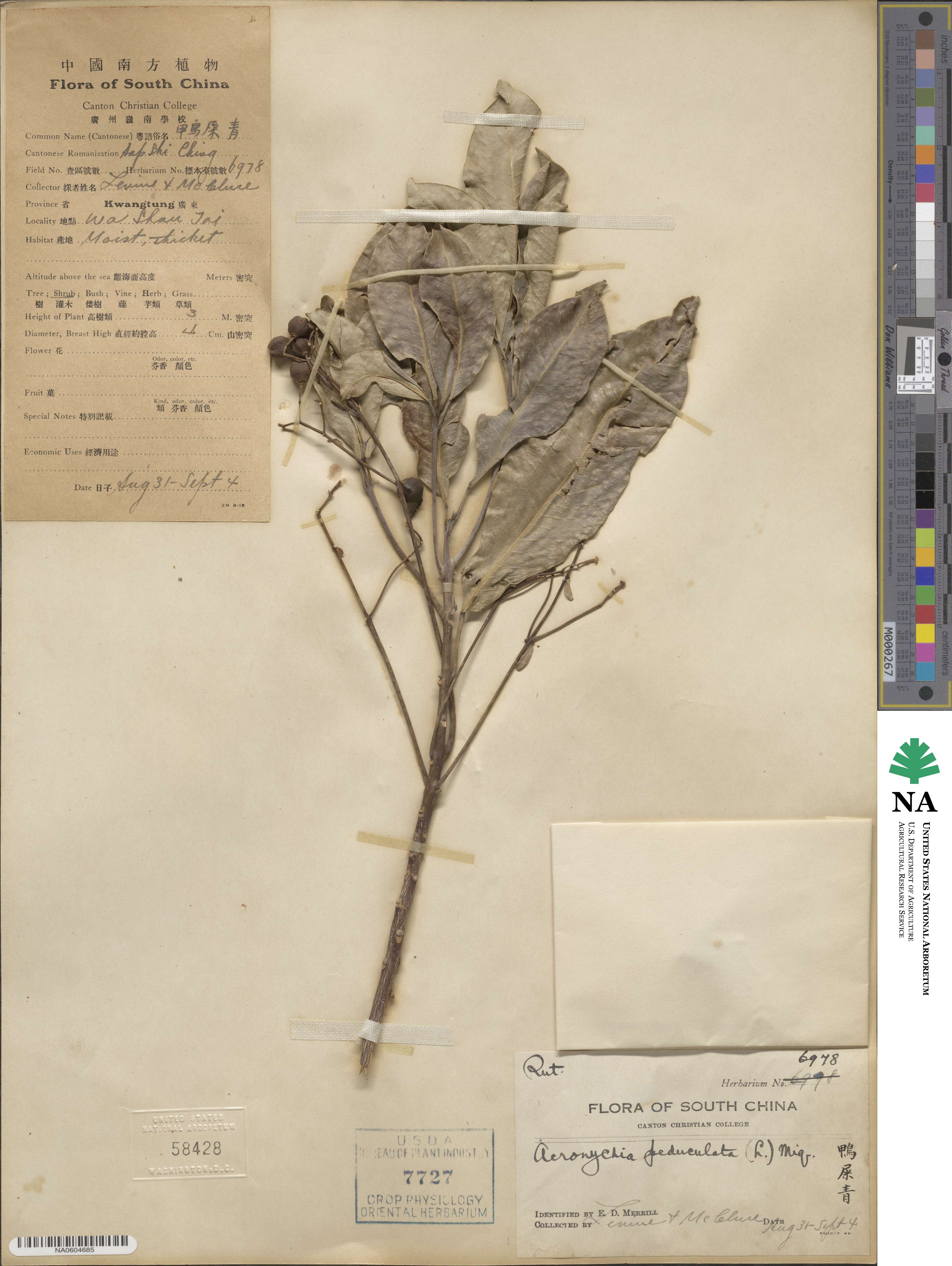 Acronychia pedunculata image