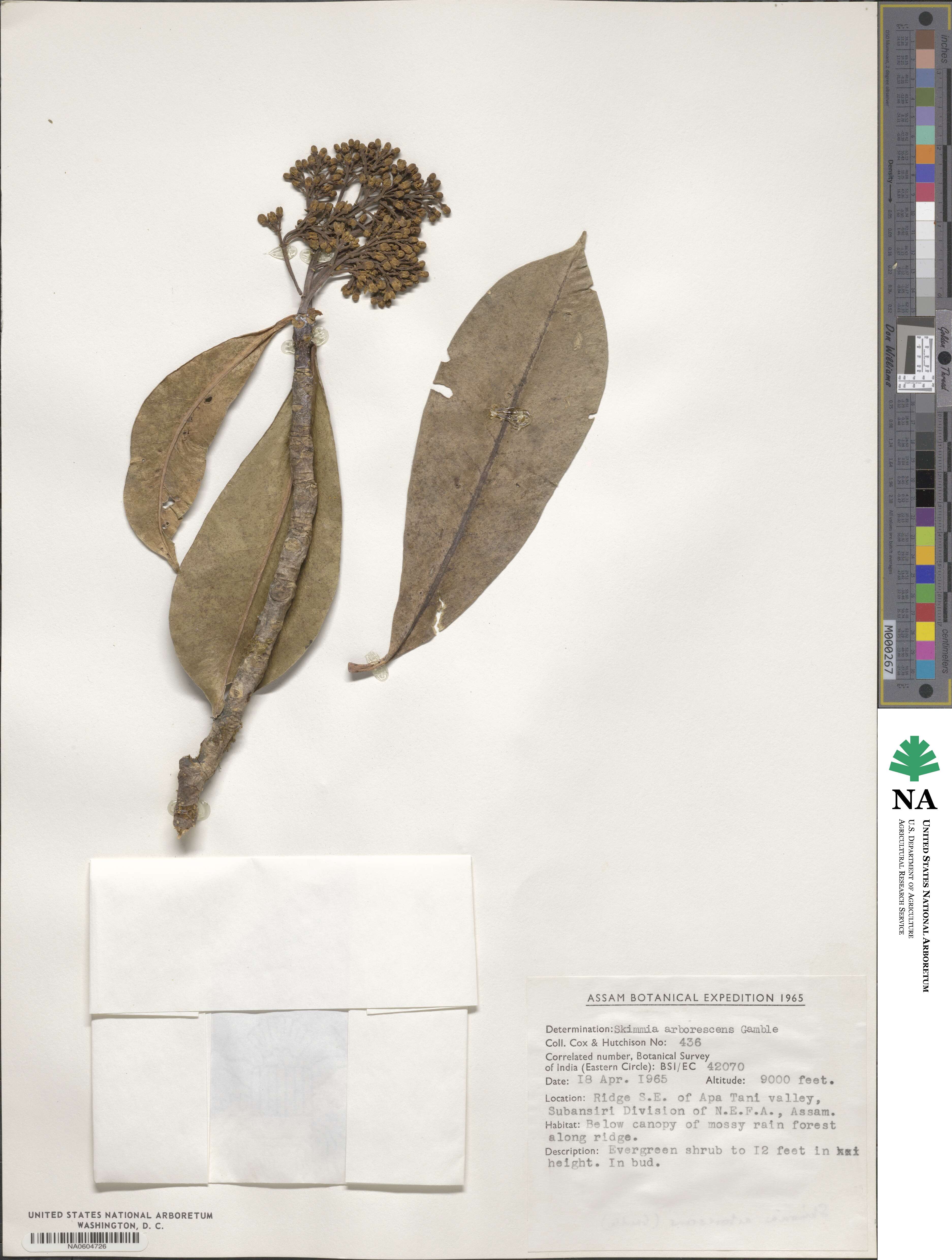 Skimmia arborescens image