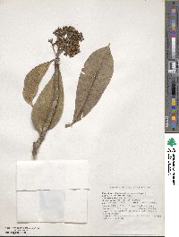 Skimmia arborescens image