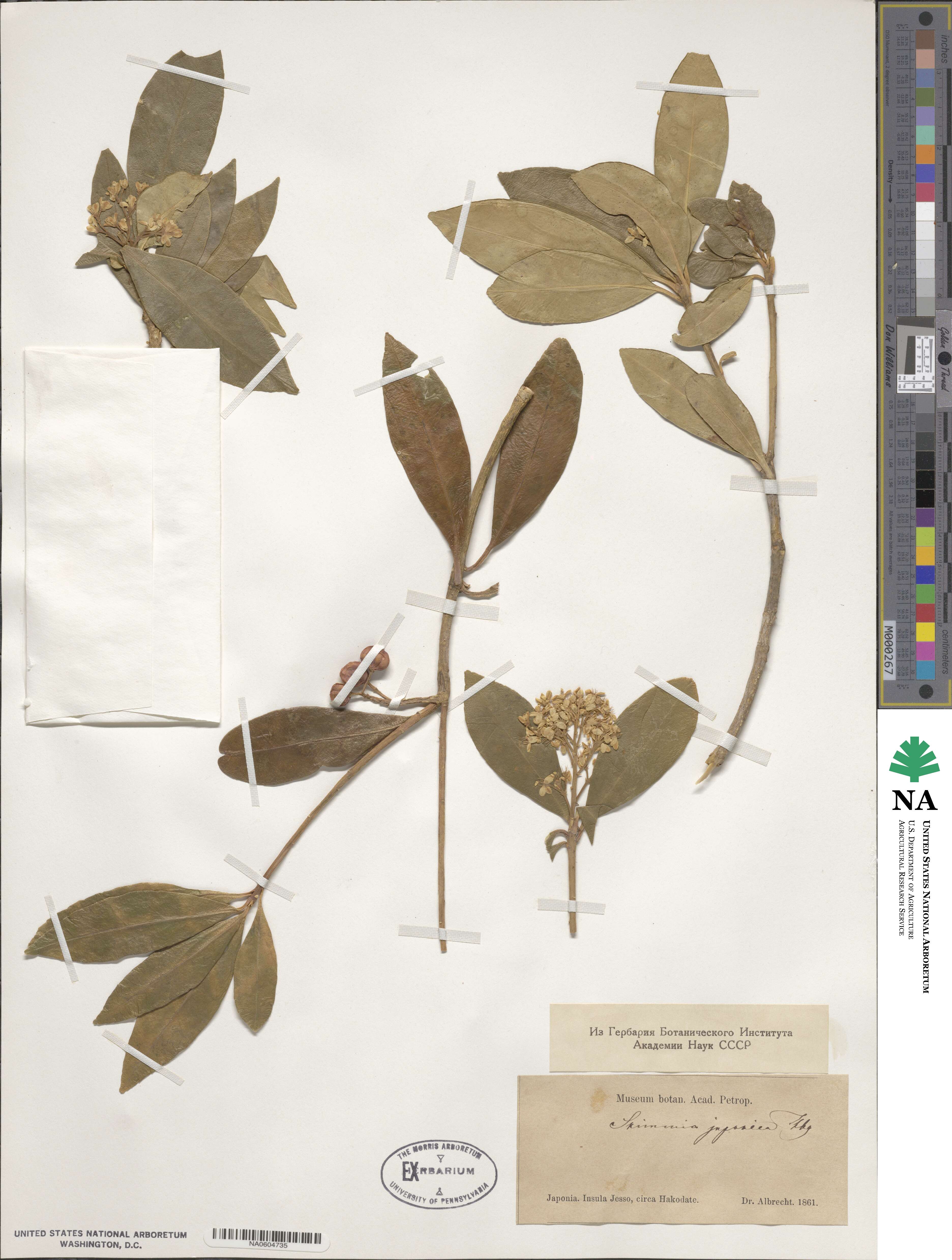 Skimmia image