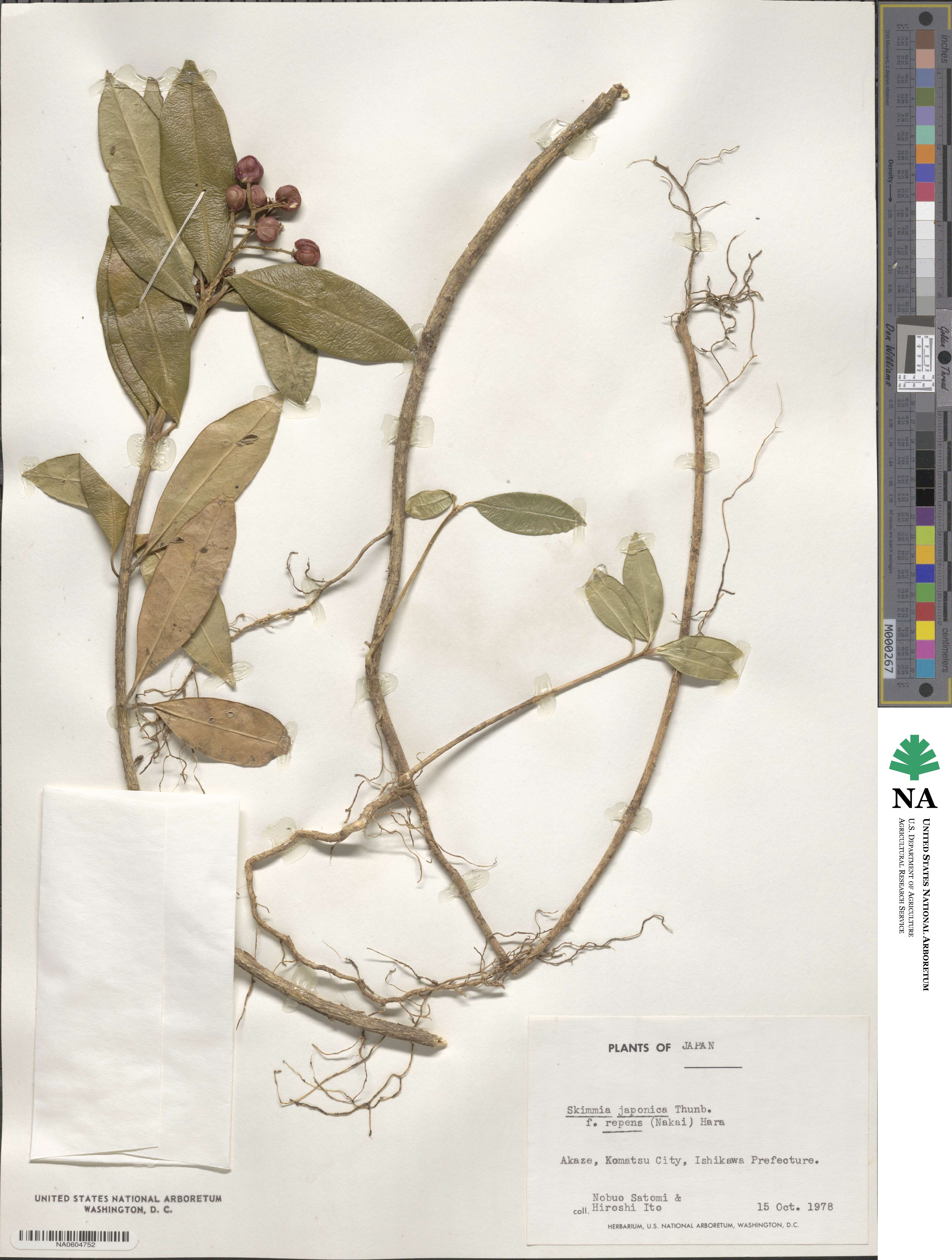 Skimmia japonica var. intermedia image