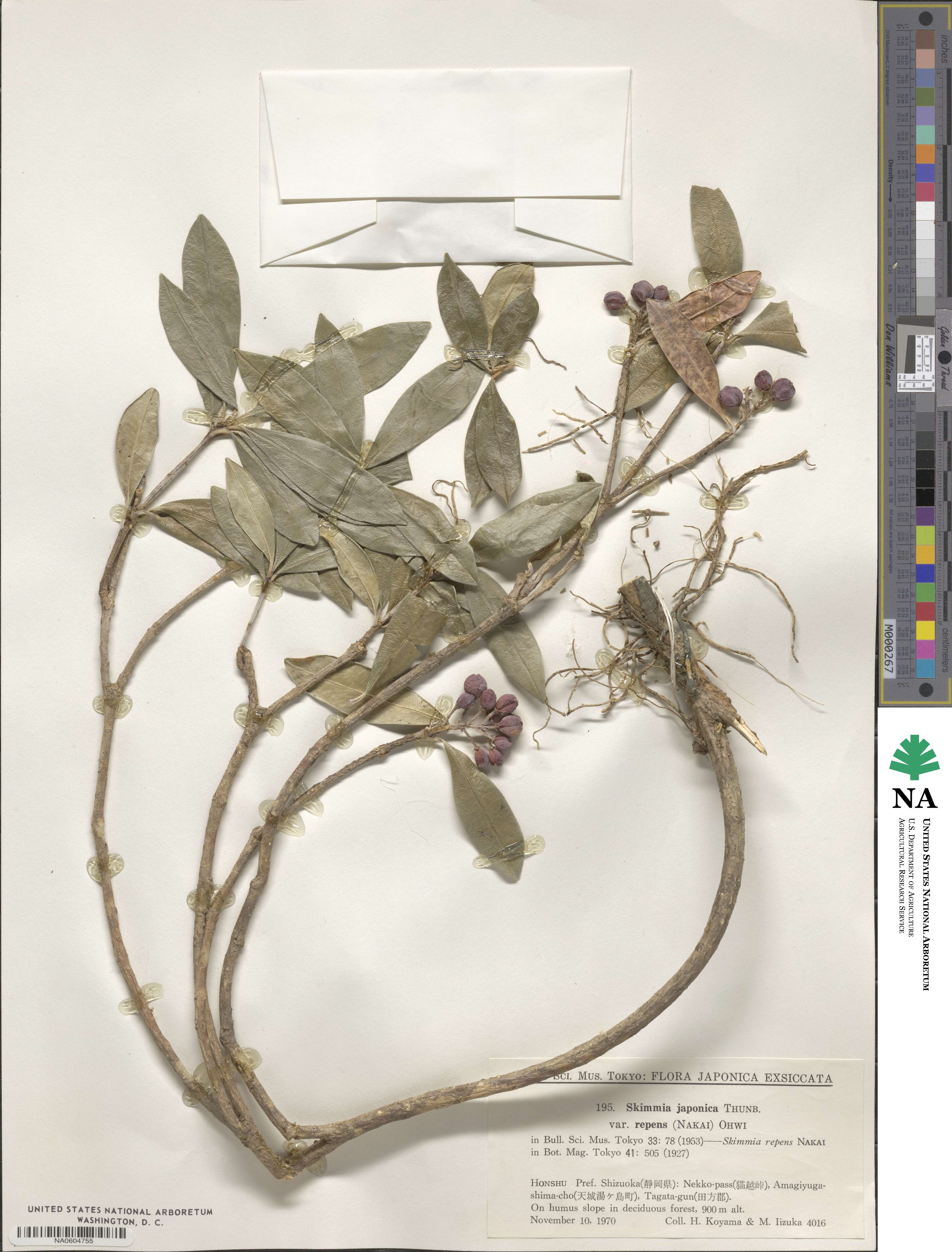 Skimmia japonica var. intermedia image