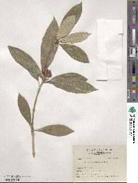 Skimmia reevesiana image