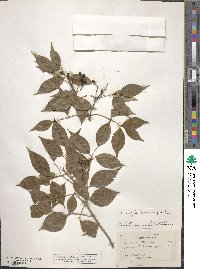 Amyris balsamifera image