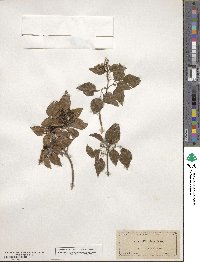 Amyris elemifera image