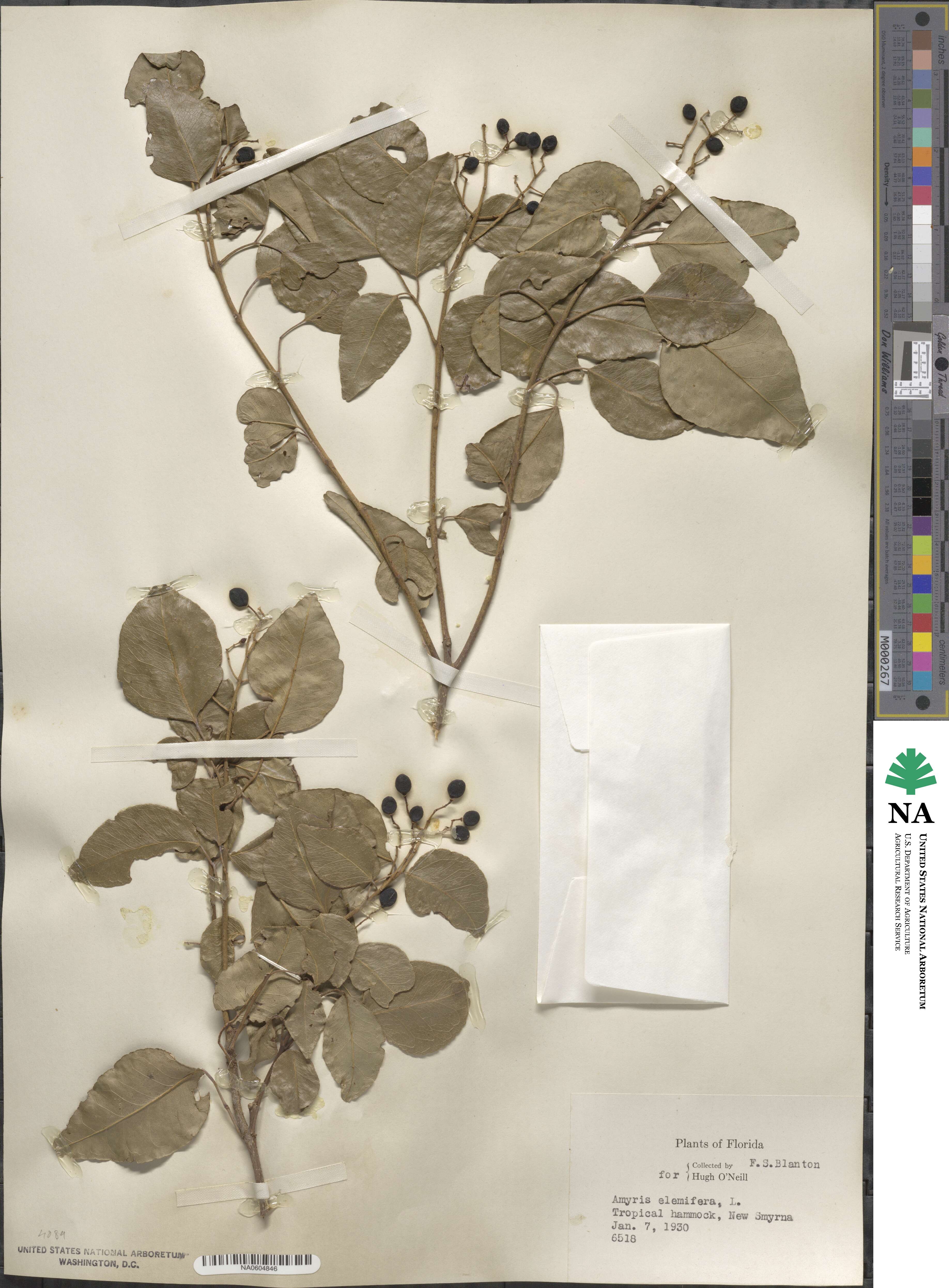 Amyris elemifera image