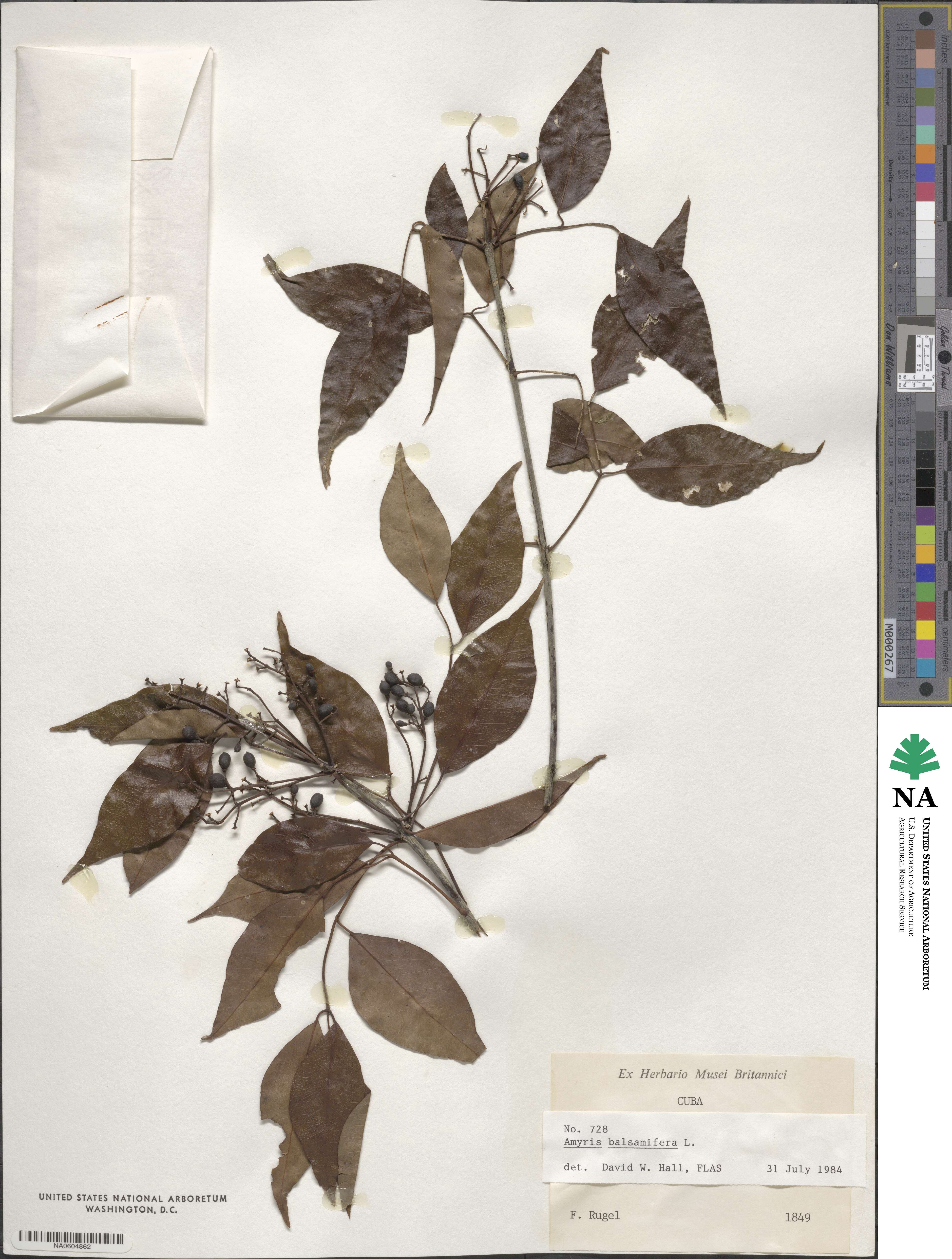 Amyris balsamifera image