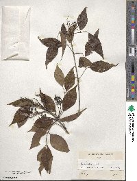 Amyris balsamifera image