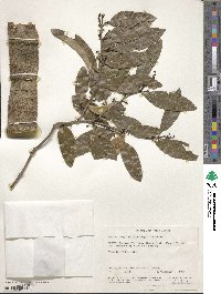 Image of Vepris simplicifolia