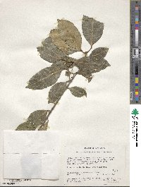 Vepris simplicifolia image