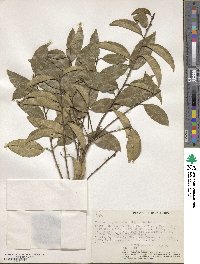 Vepris simplicifolia image