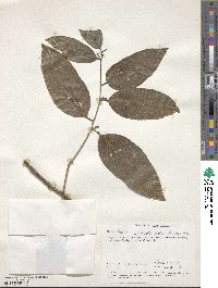 Vepris simplicifolia image