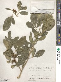 Vepris trichocarpa image