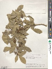 Vepris trichocarpa image