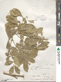 Vepris trichocarpa image