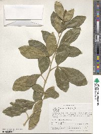 Vepris trichocarpa image