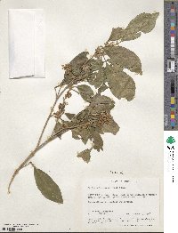 Vepris trichocarpa image