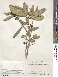 Vepris trichocarpa image