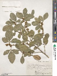 Vepris trichocarpa image