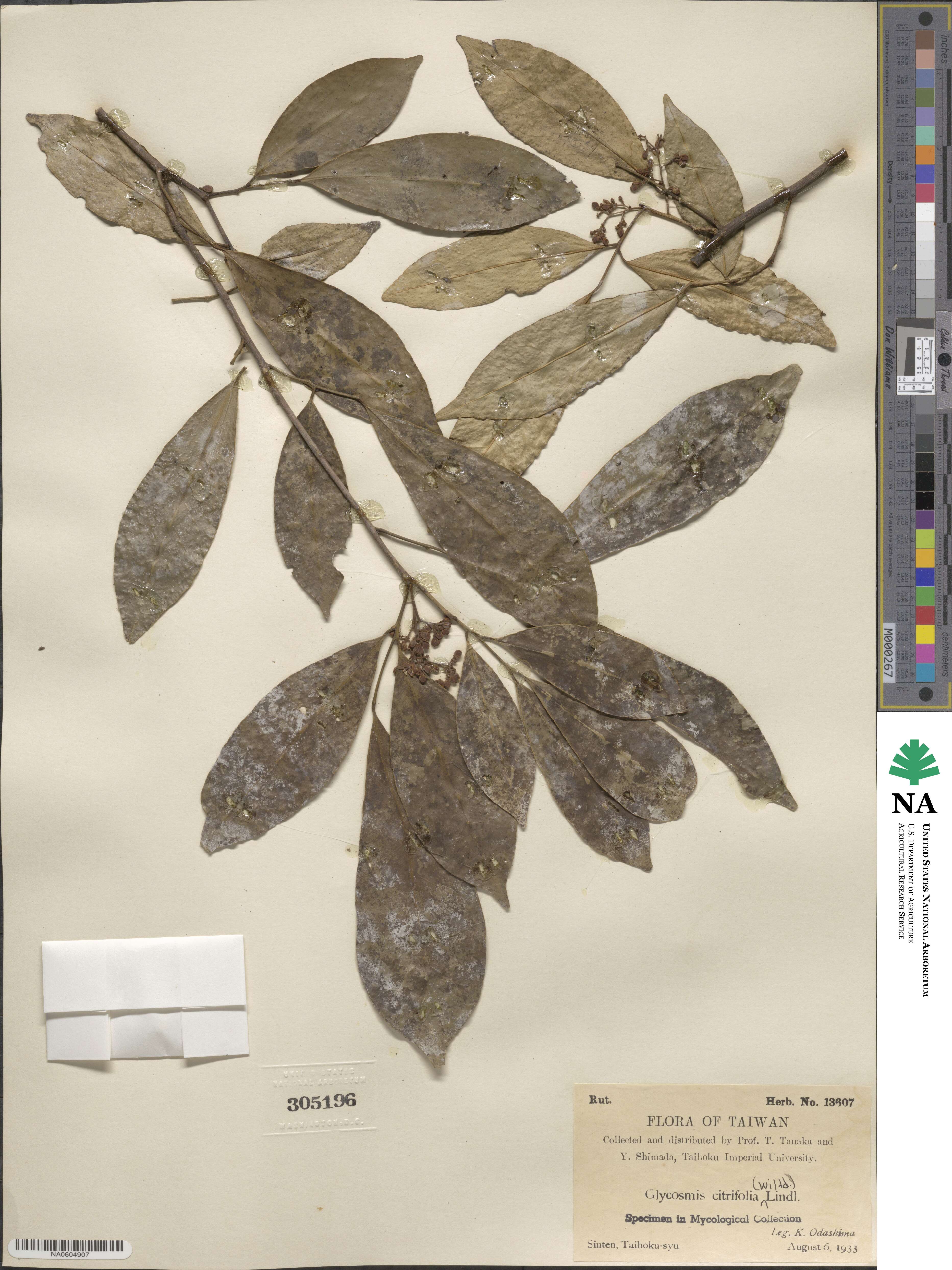 Glycosmis parviflora image