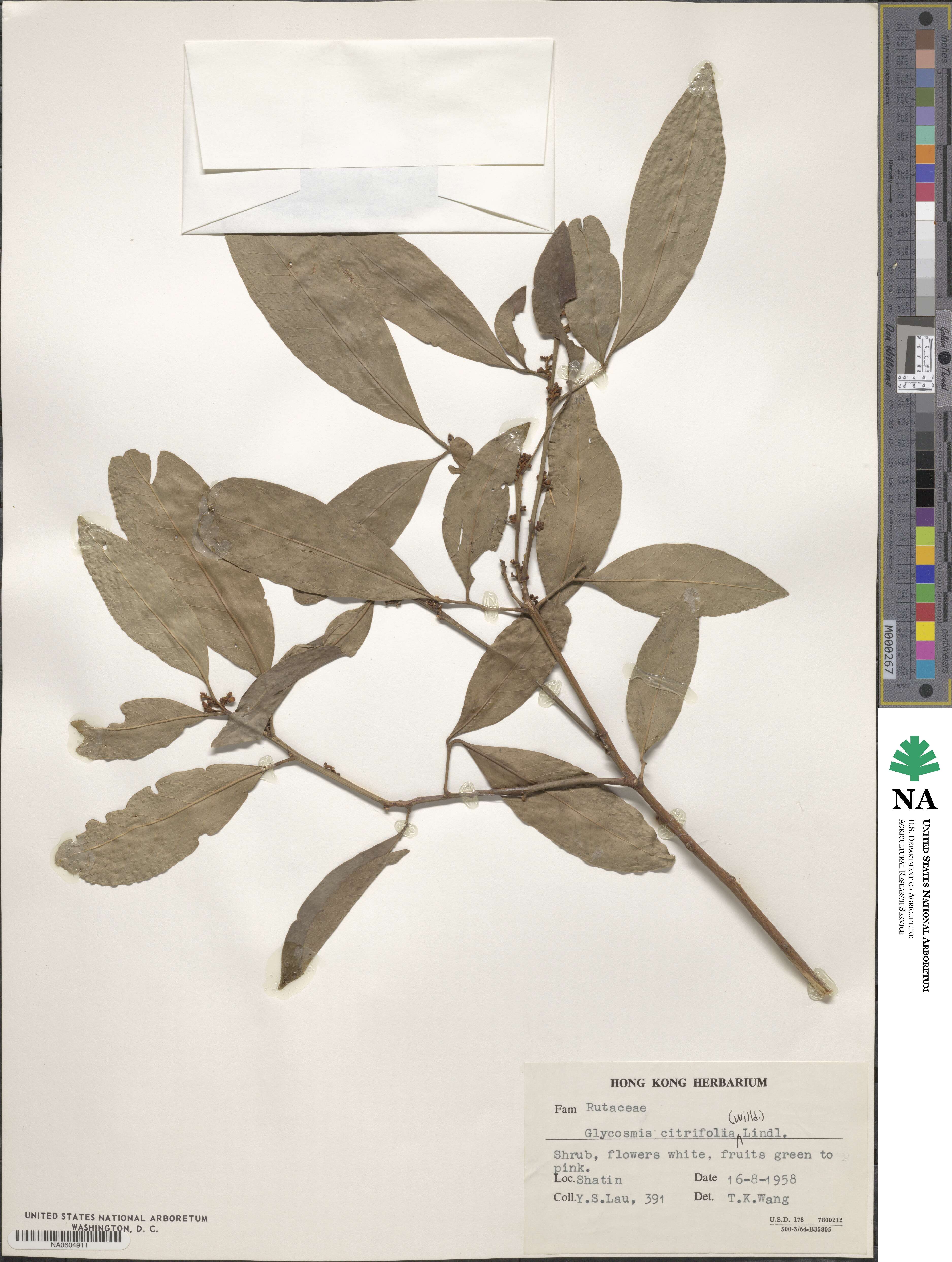 Glycosmis parviflora image