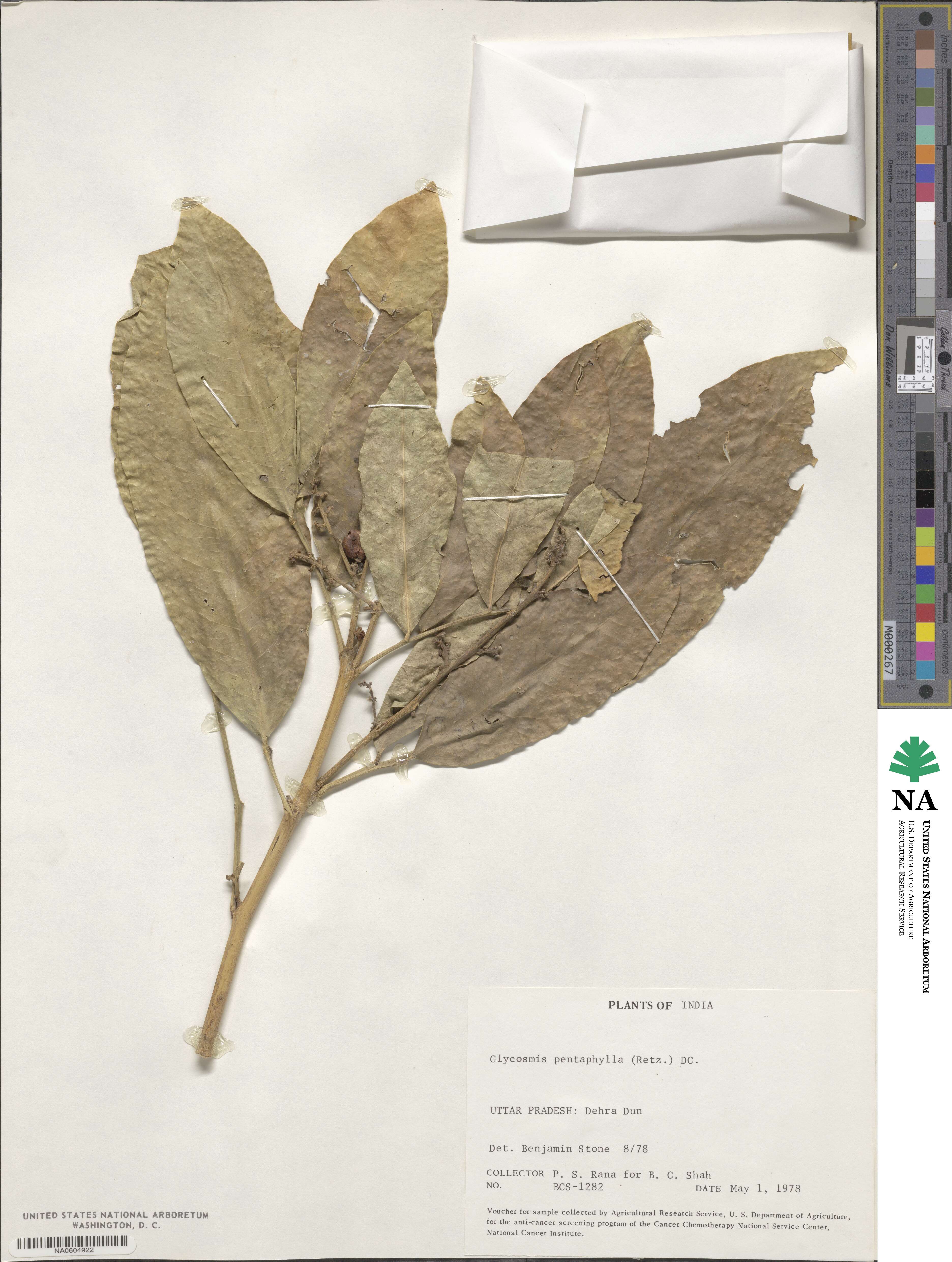Glycosmis pentaphylla image