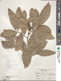 Glycosmis parviflora image