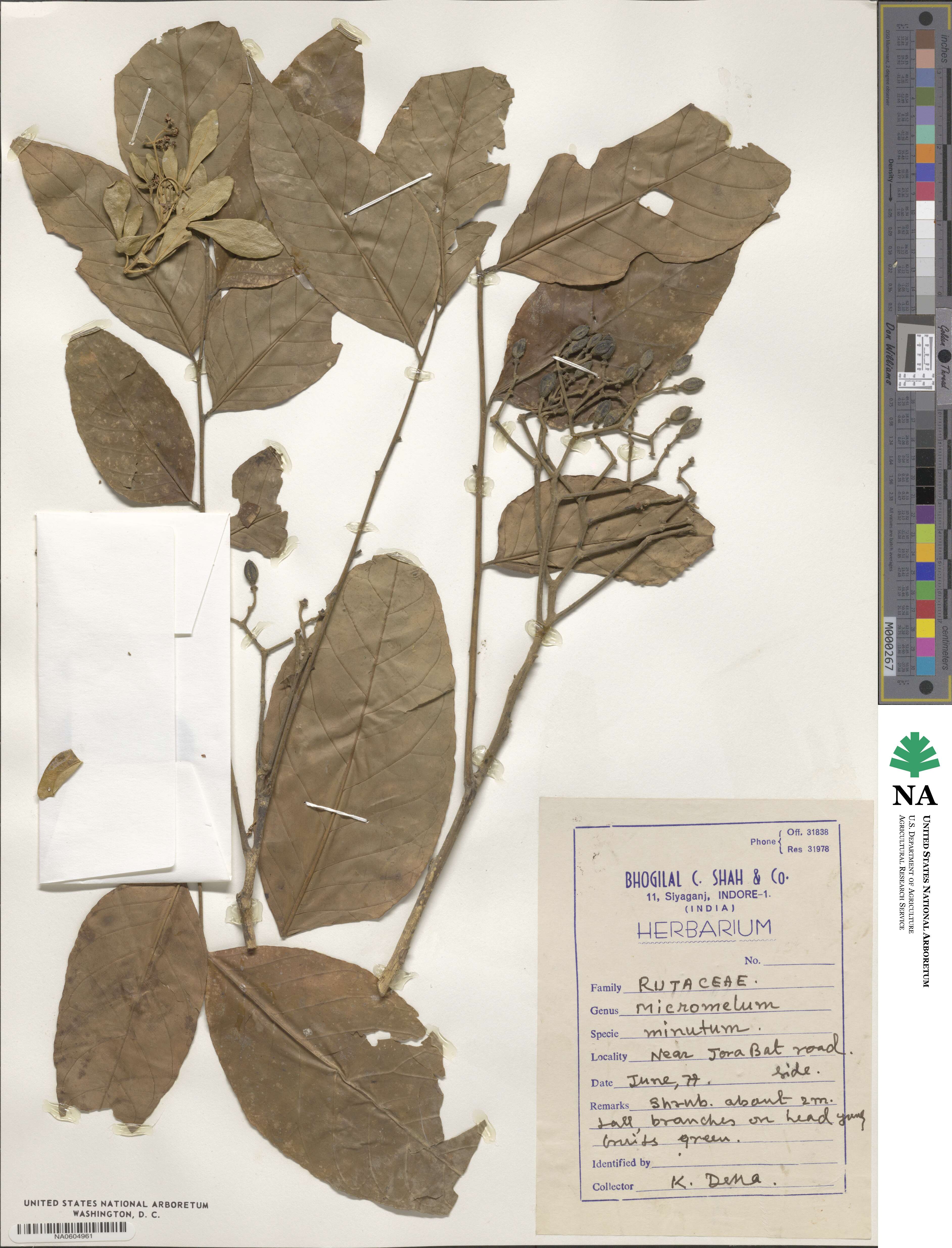Micromelum minutum image